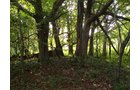 Property photo 5 - 72 Acres offered in 6 Tracts